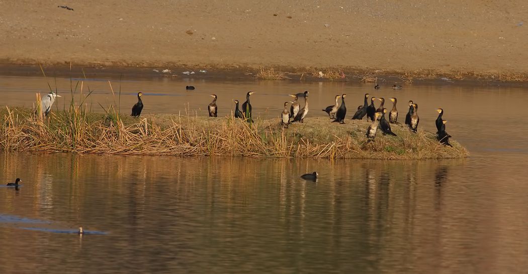 Great Cormorant