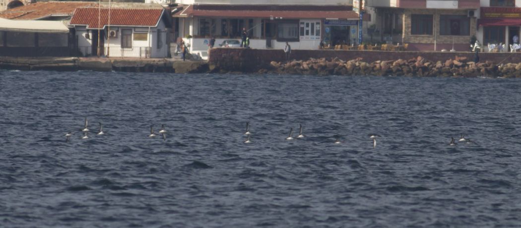 Yelkouan Shearwater