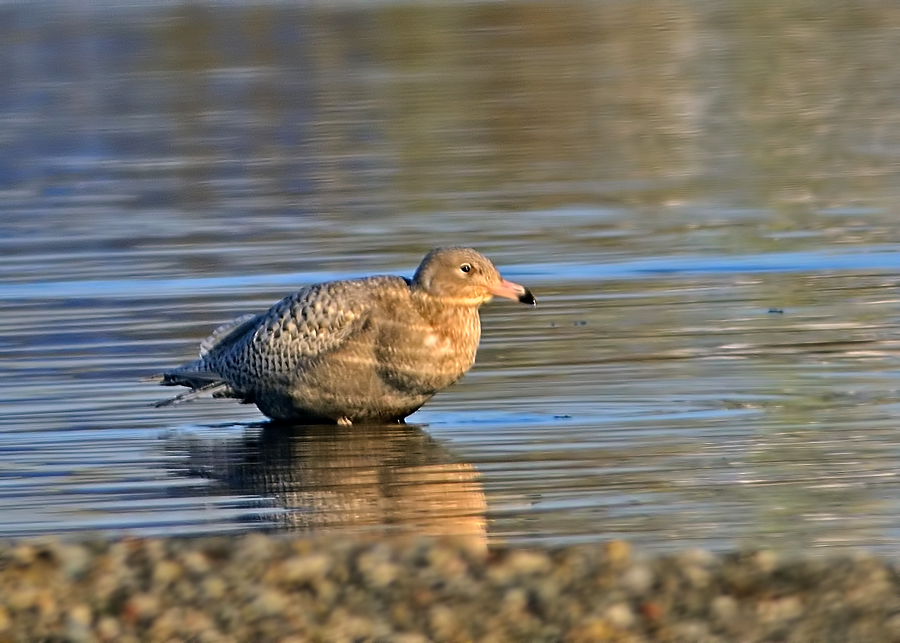 Glaucous Gull