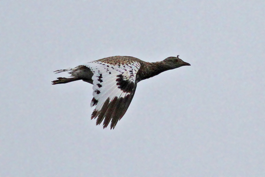 Little Bustard