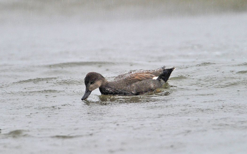 Gadwall