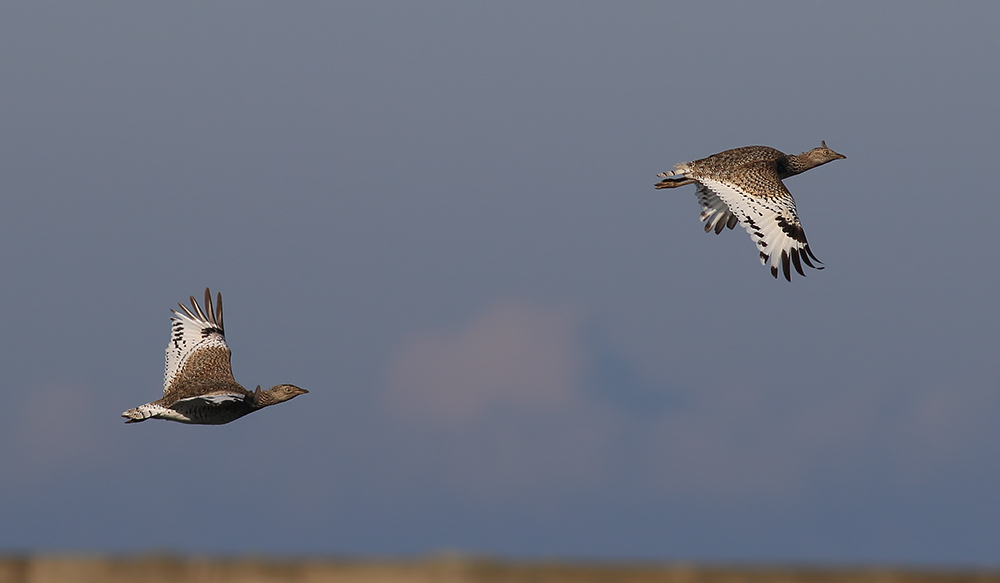 Little Bustard