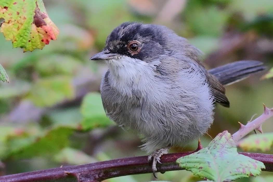 Sardinian Warbler