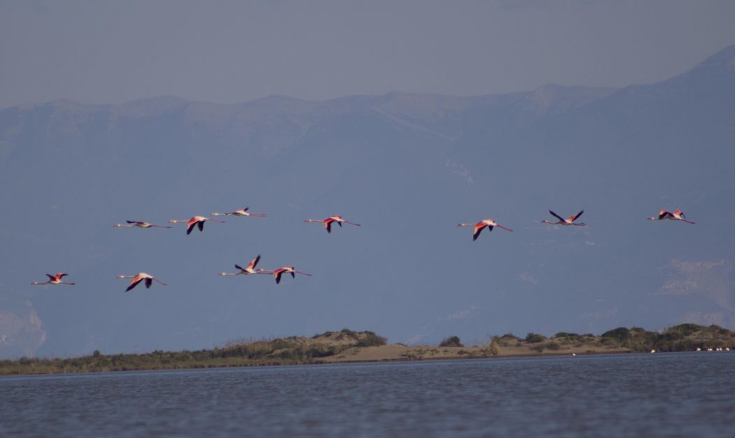 Greater Flamingo