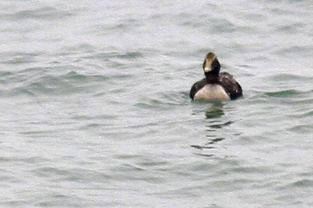 Common Eider