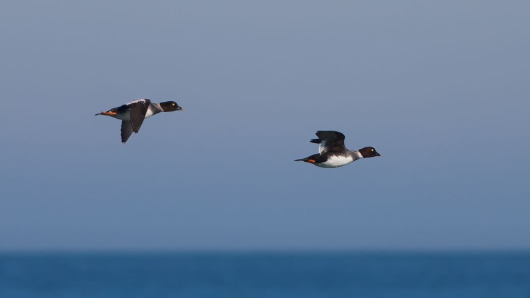 Common Goldeneye