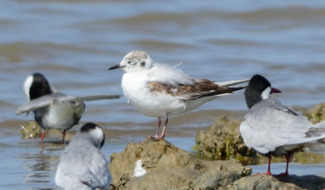 Little Gull