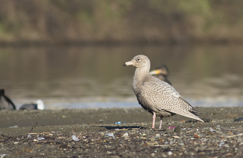 Glaucous Gull