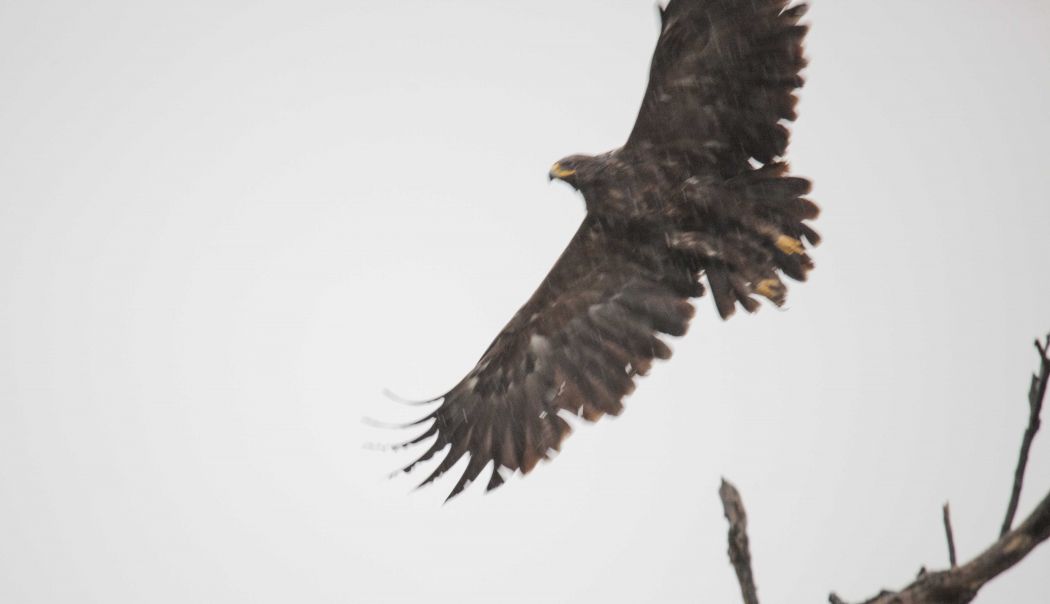Greater Spotted Eagle