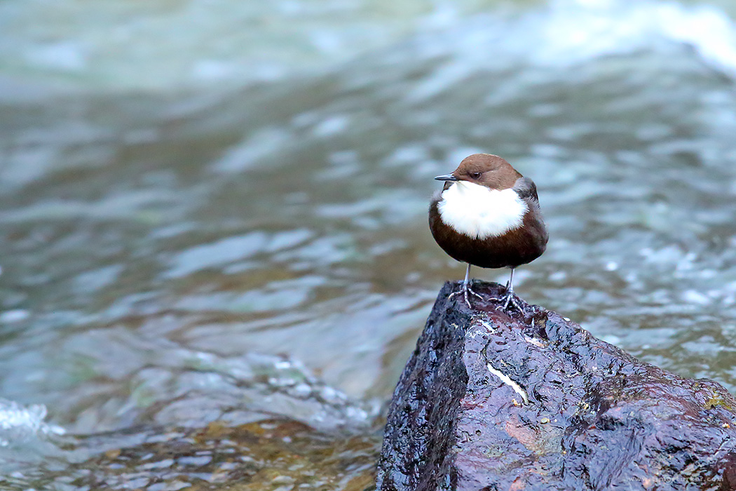 White-throated Dipper