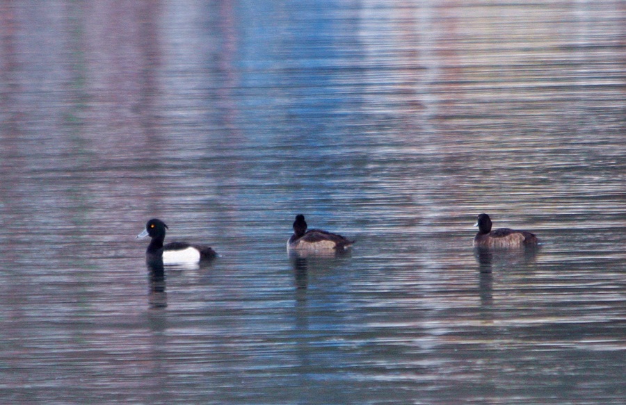 Tufted Duck