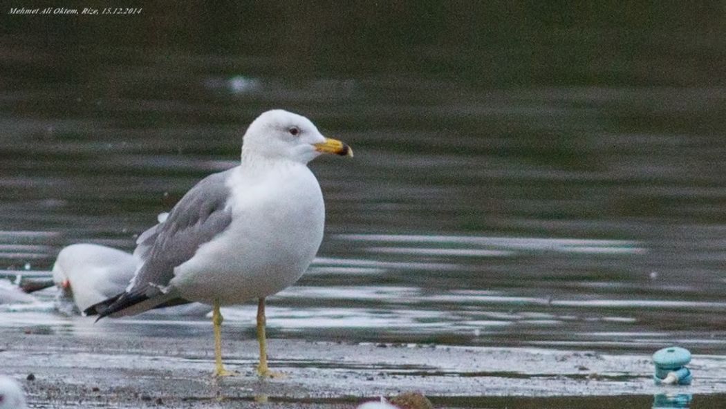Armenian Gull