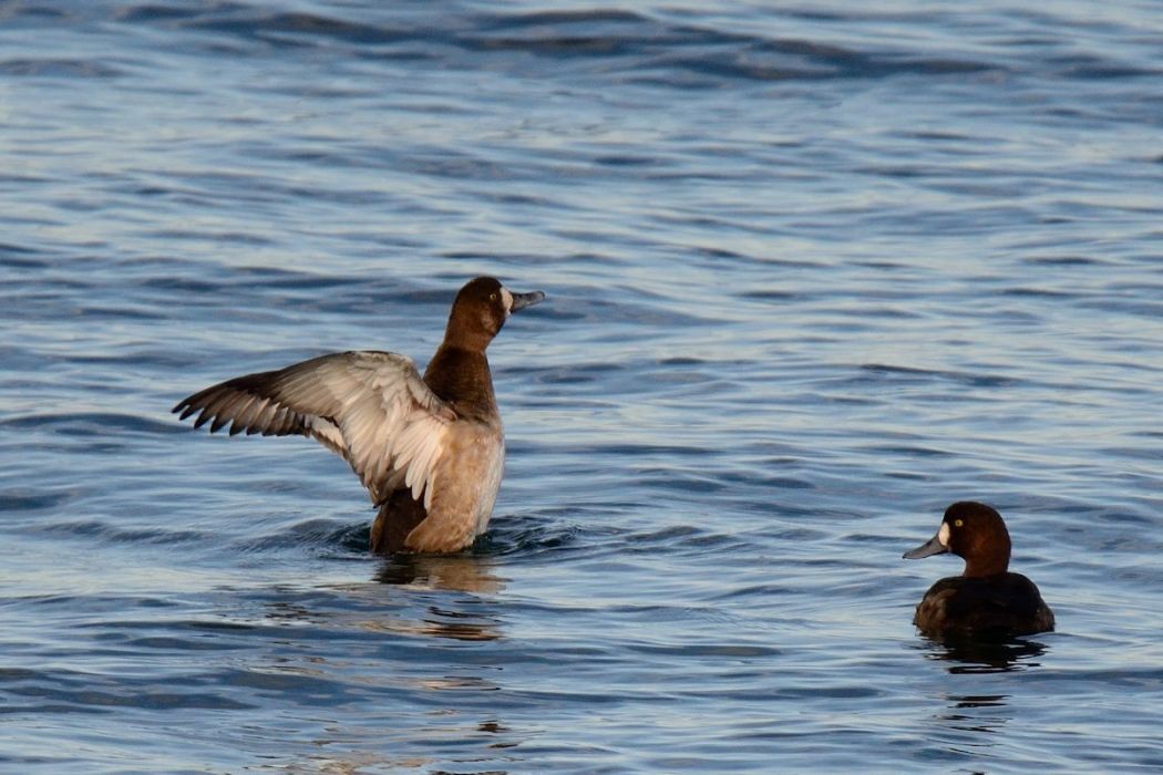Greater Scaup