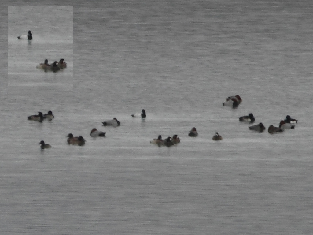Greater Scaup