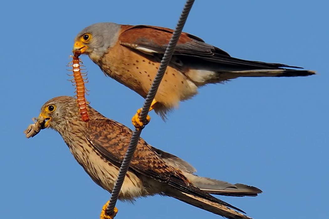 Lesser Kestrel