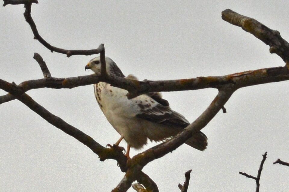 Common Buzzard