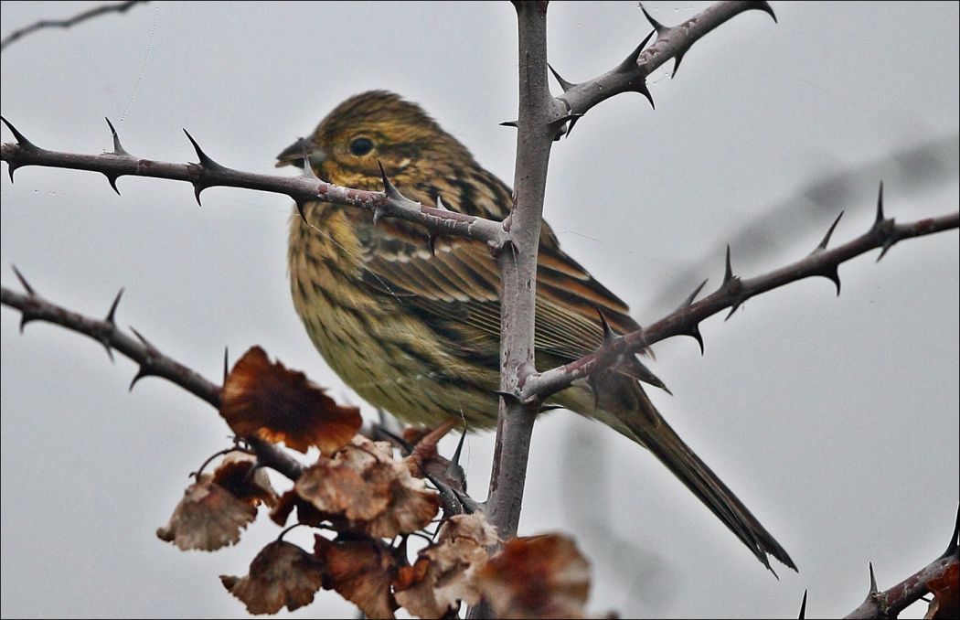 Yellowhammer