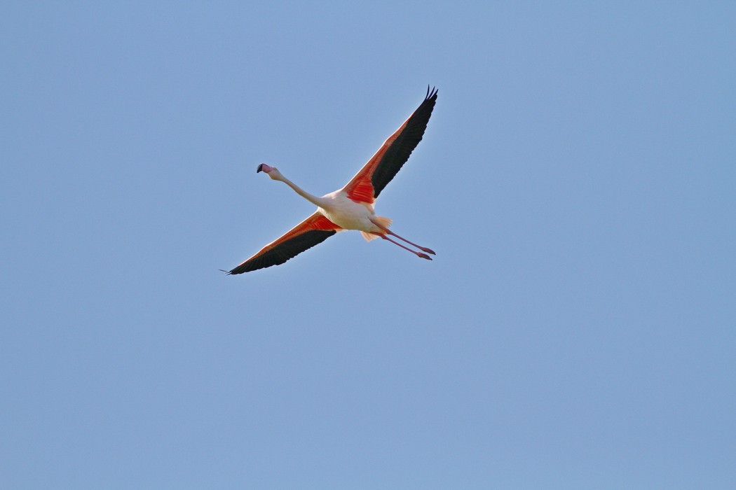 Greater Flamingo