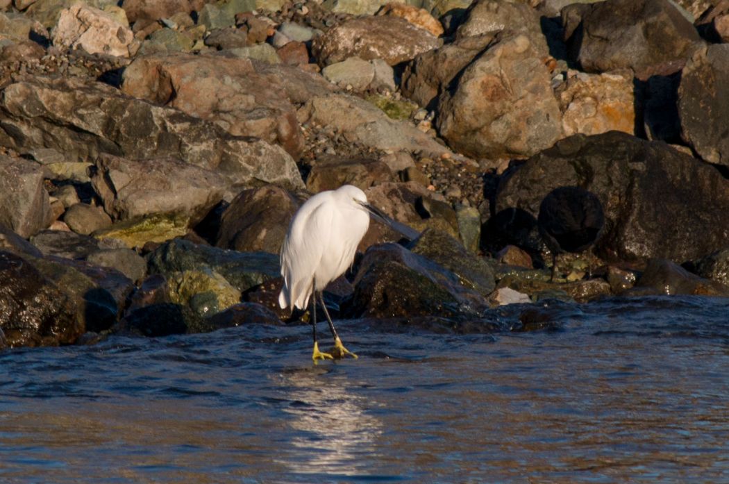 Little Egret