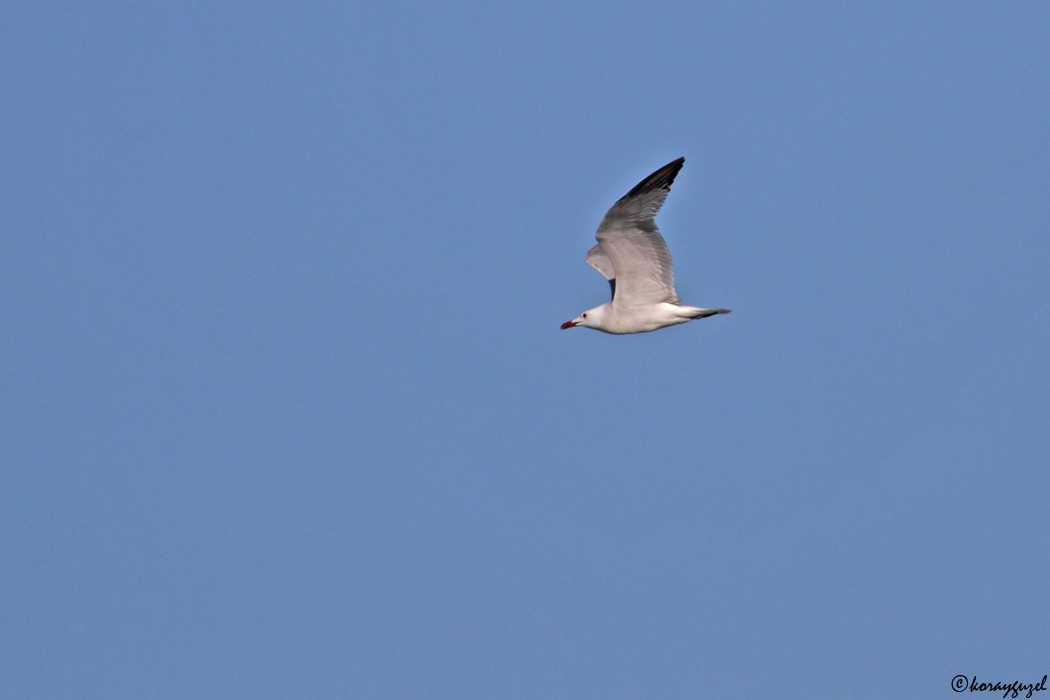 Audouin`s Gull