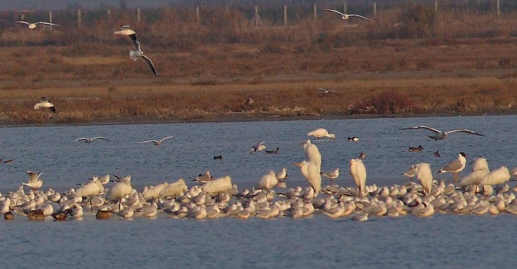 Pallas`s Gull