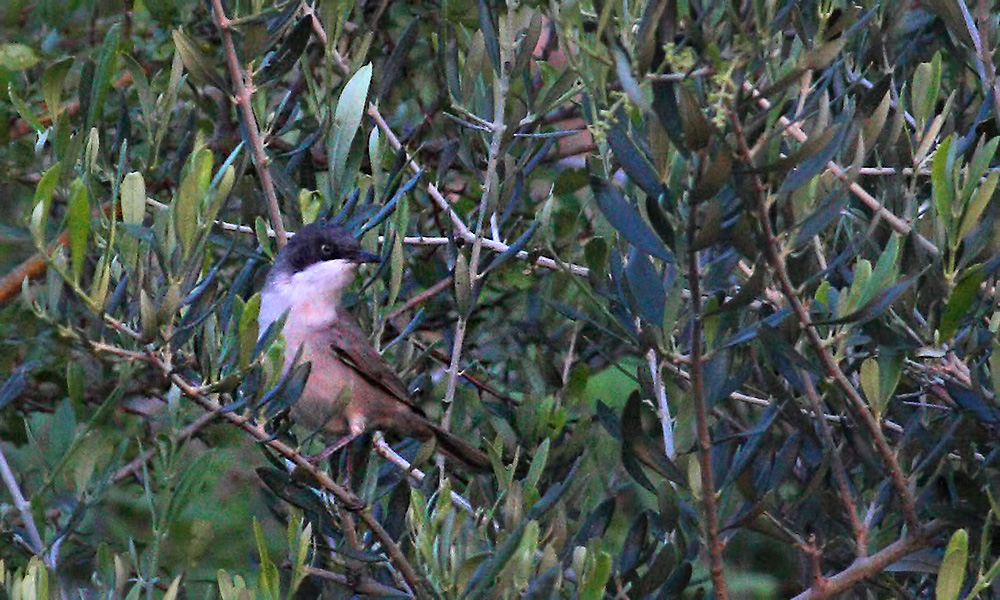 Eastern Orphean Warbler