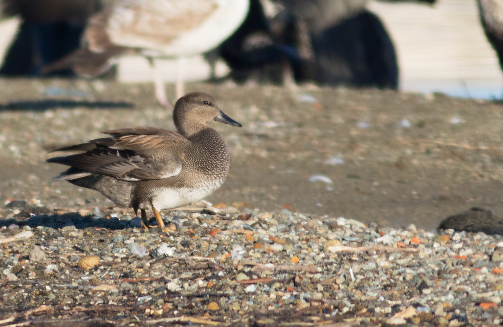 Gadwall