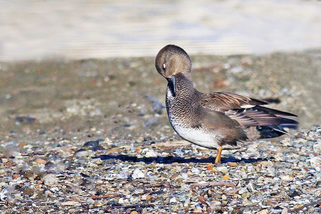 Gadwall