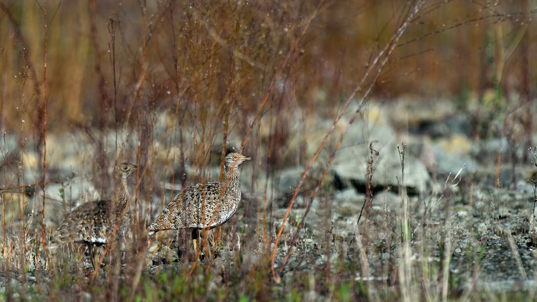 Little Bustard