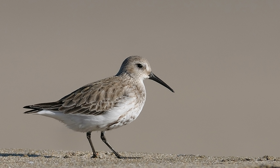 Dunlin