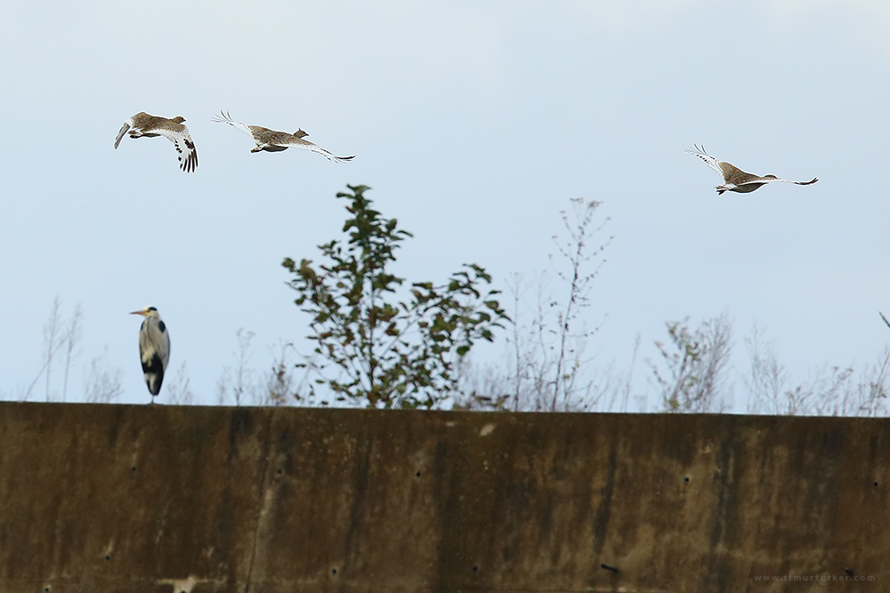 Little Bustard