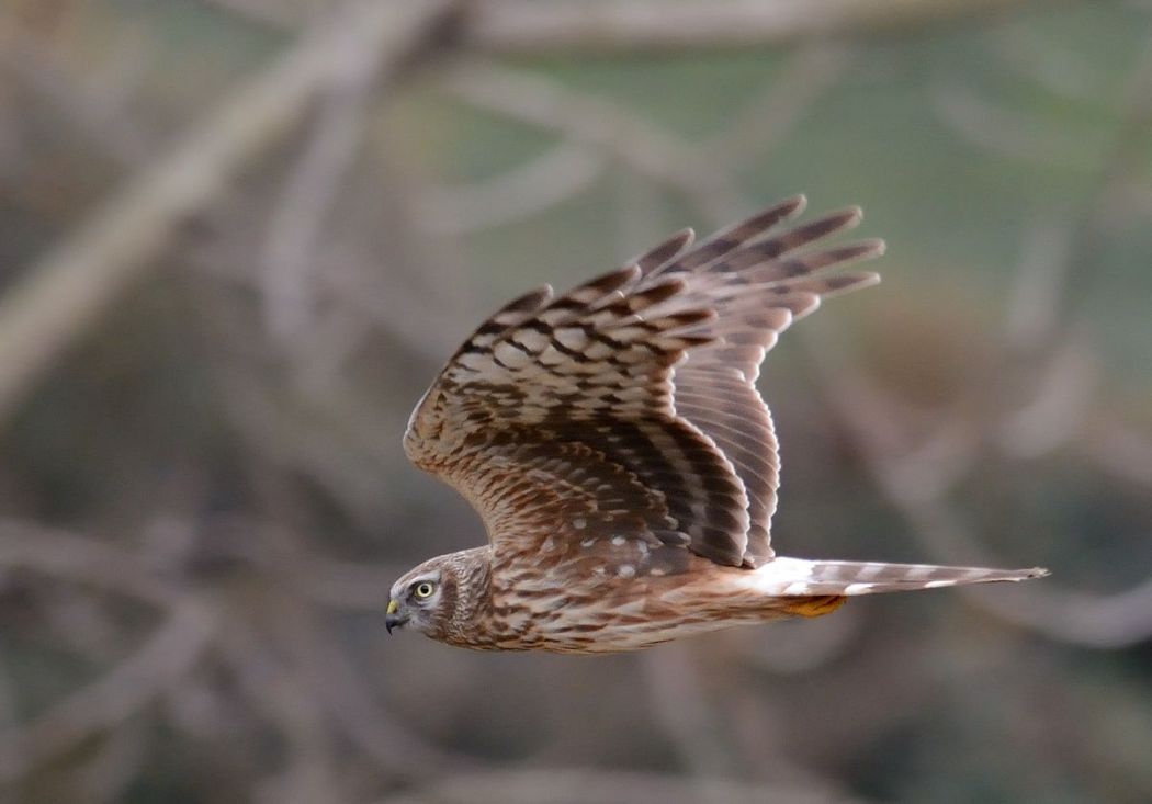 Hen Harrier