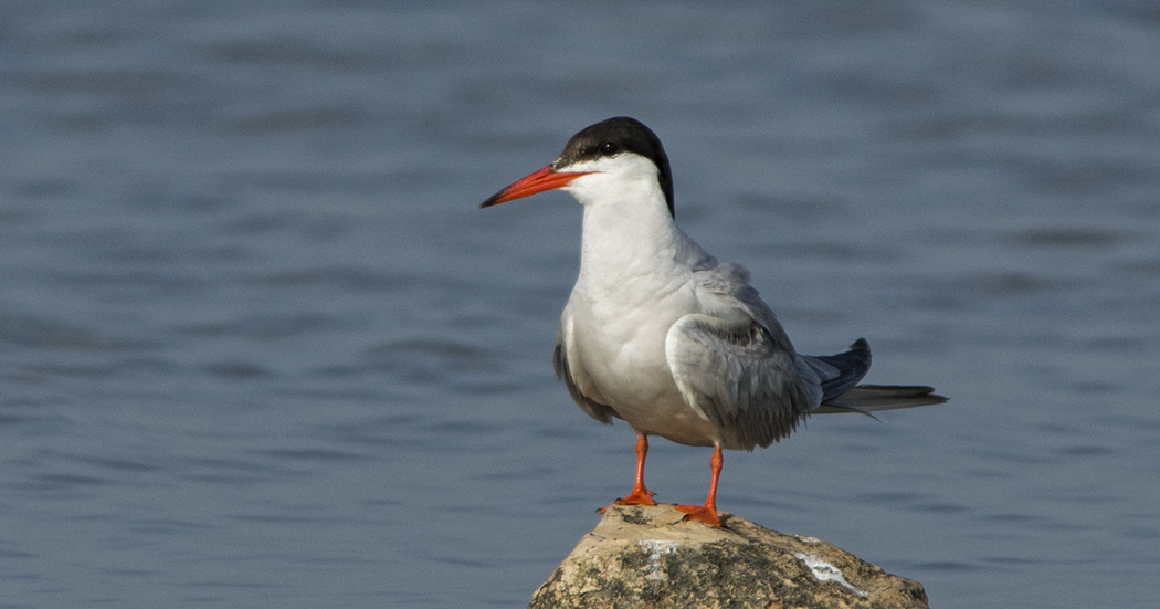 Common Tern