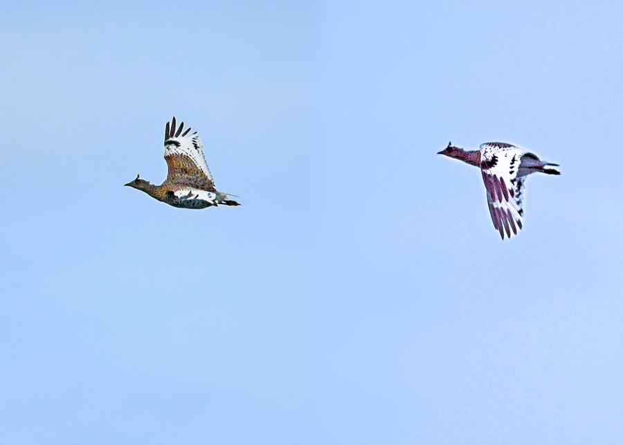 Little Bustard