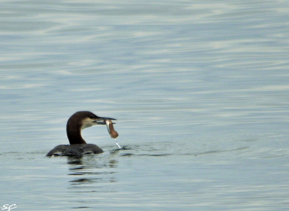Black-throated Loon