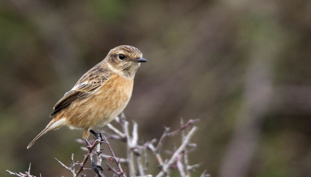 European Stonechat
