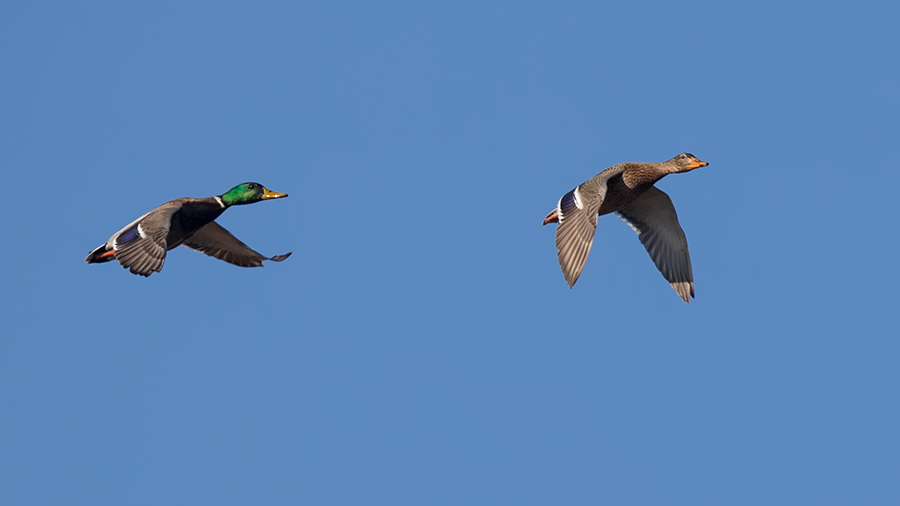 Mallard