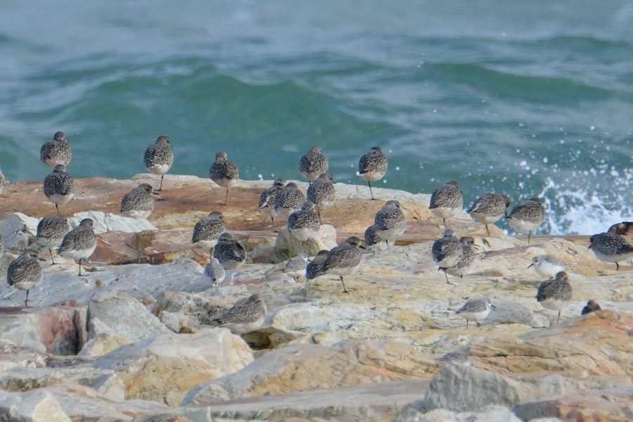 Grey Plover