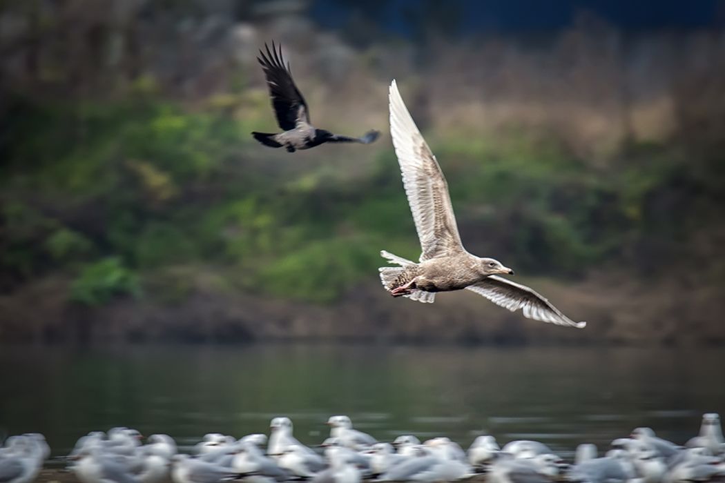 Glaucous Gull