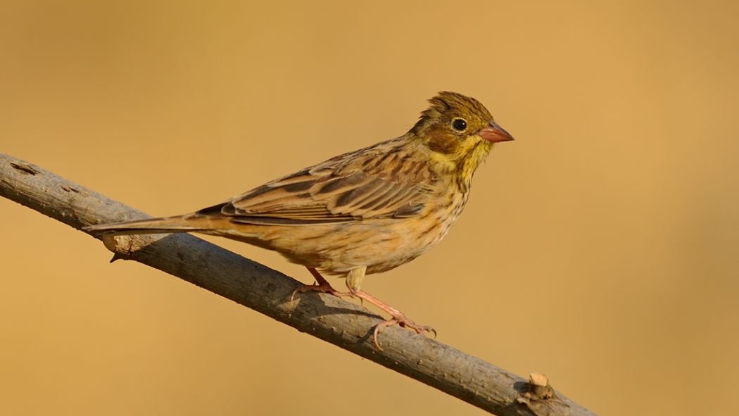 Ortolan Bunting