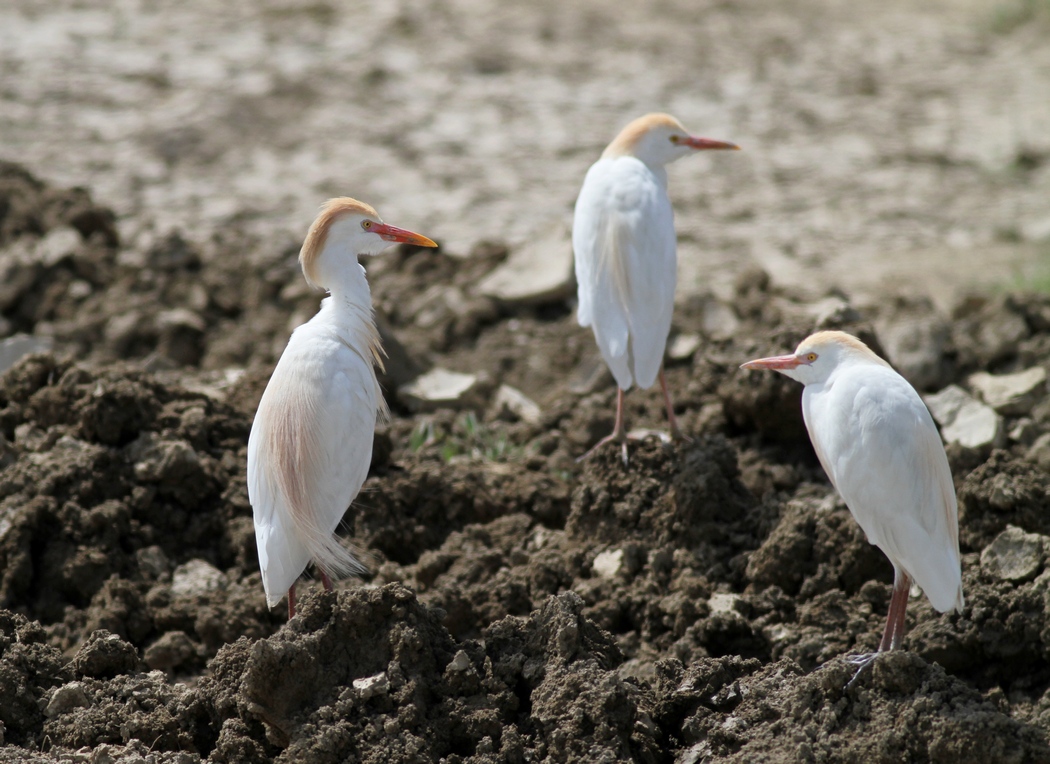 Western Cattle Egret