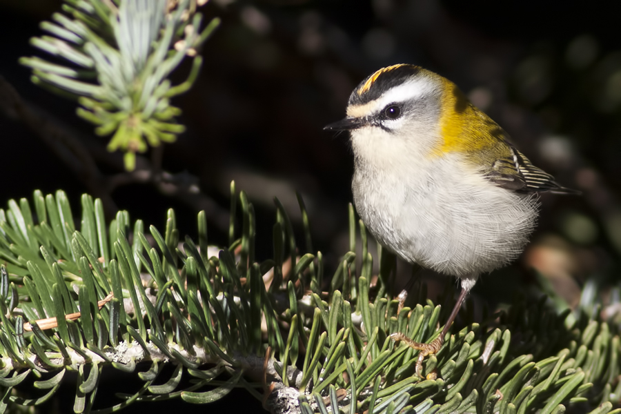 Common Firecrest