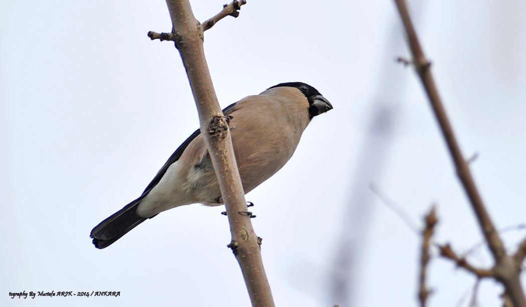 Eurasian Bullfinch