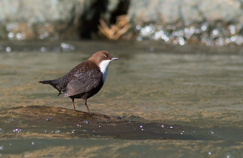 White-throated Dipper