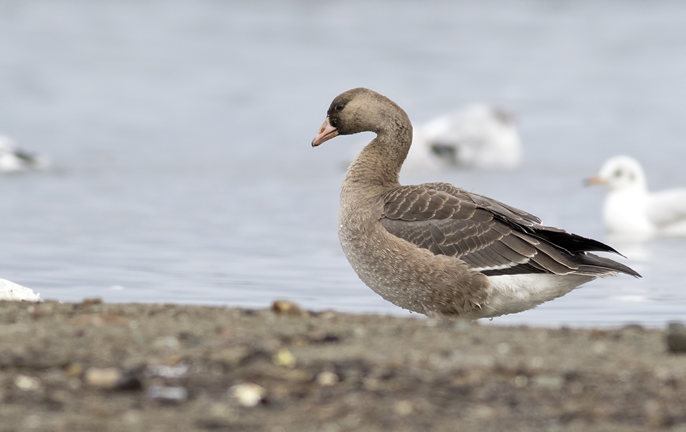 Greater White-fronted Goose