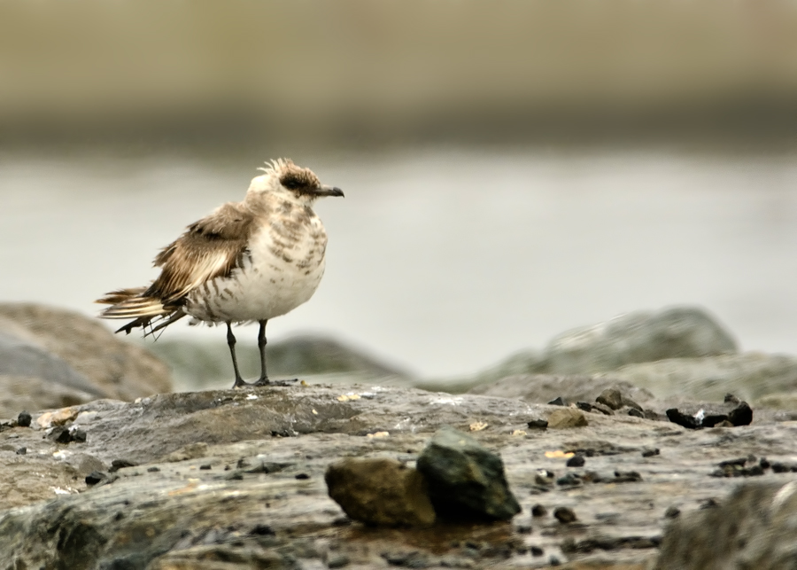 Parasitic Jaeger