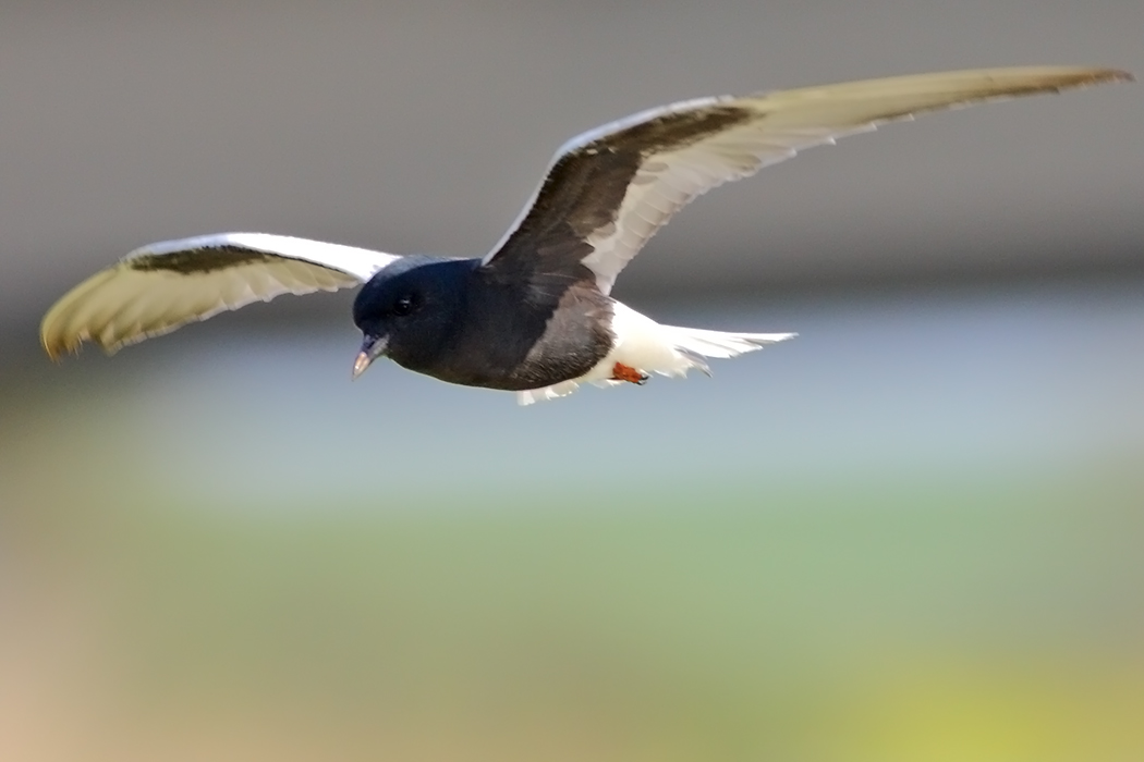 White-winged Tern