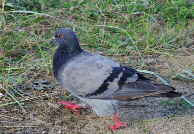 Rock Dove