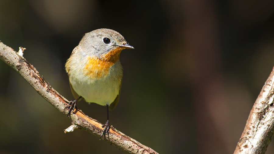 Red-breasted Flycatcher