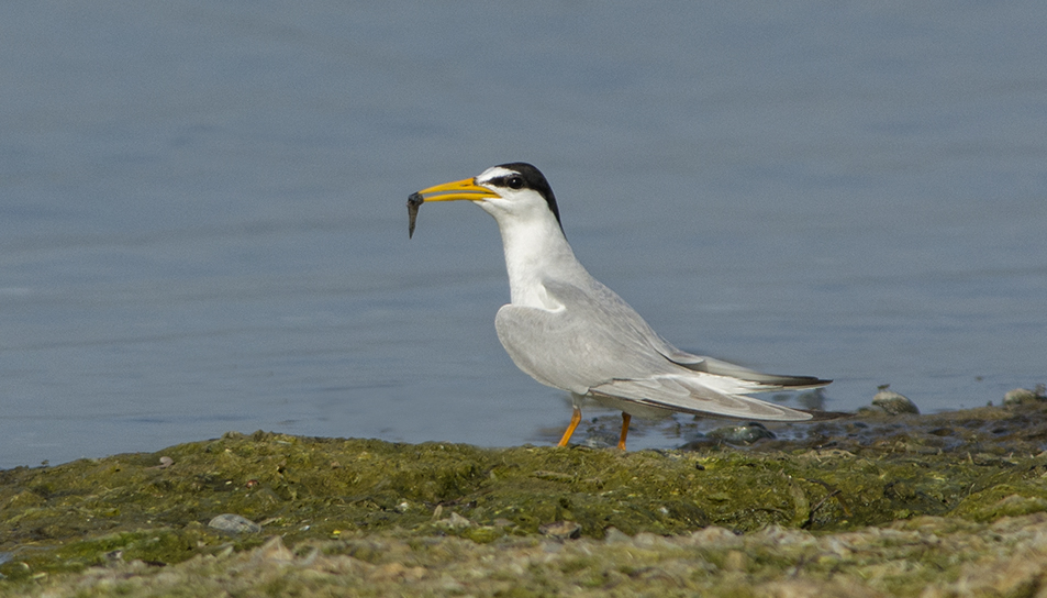 Little Tern